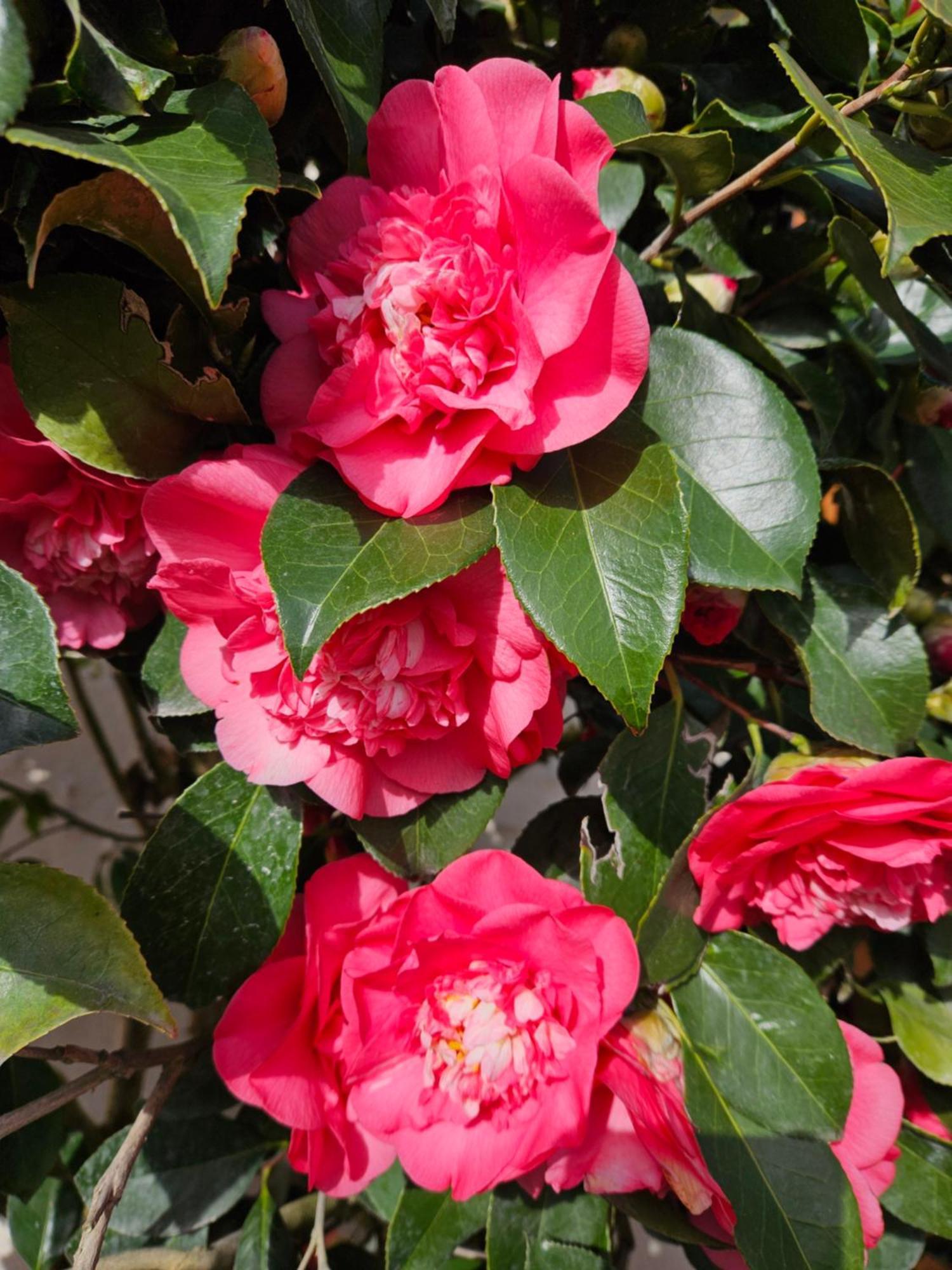Les Camelias Villa Selles-sur-Cher Exterior foto